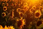 90+ 4K Sunflower Wallpapers Background Images
