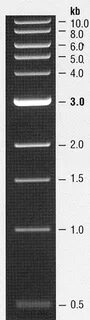 SEP DNA Lab #1 Forensics and Ladder info - authors@Fred Hutc