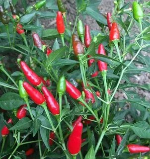 Newest thai chilis scoville Sale OFF - 70