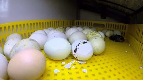 Easter Egger Hatch - YouTube