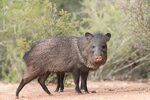 Everything You Need to Know About Hunting Javelina Mossy Oak