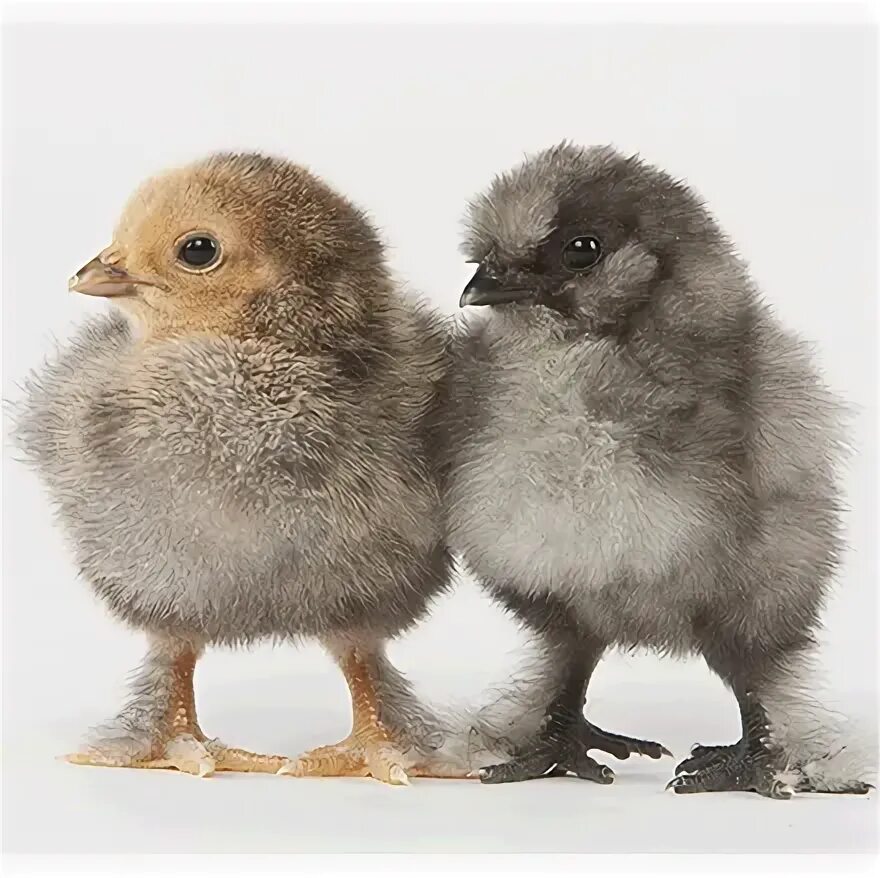 Assorted Feather-Legged Varieties Meyer Hatchery Chicks for 