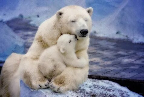 Polar Bear Love Polar bear, Bear, Polar