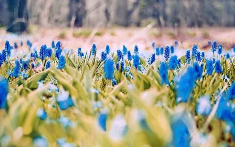 Blue Flowers - Image Abyss