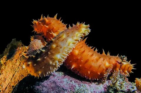 Amazing Health Benefits of Sea Cucumbers - Bliss Degree