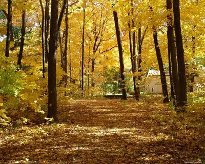 Autumn wood, autumn, forest, nature, yellow x - Wallpapers, 