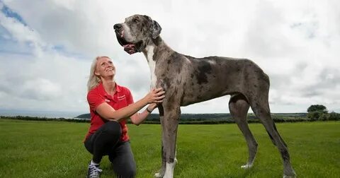 Собаки-великаны: самые огромные породы В мире необычных суще