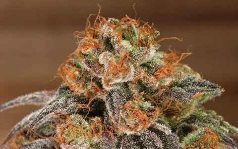 Strongest Weed Strains - marijuana online - Buy cookies stra