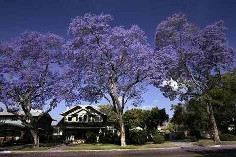 Джакаранда дерево (74 фото)