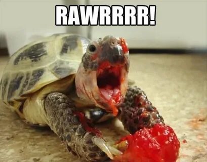 baby+turtle.memes Return to Funny Pictures Of The Day - 93 P