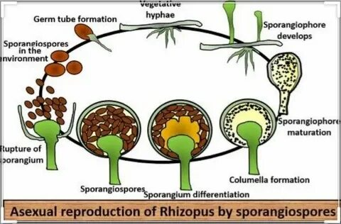 How do organisms like rhizopus (bread mould)reproduce explai