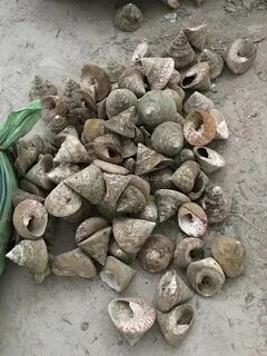 Trochus Niloticus Bahan Cangkang Mentah Untuk Trocas - Buy T