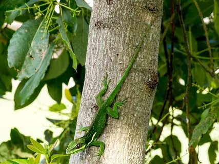 Cuban Knight Anole Green Lizard - Free photo on Pixabay