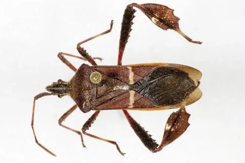 Common True Bugs - Texas Insect Identification Tools
