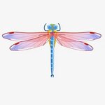 Wild Wings Dragonfly Color, клипарт со стрекозой, дикий, кры