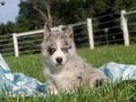 Pomsky Puppies For Sale Nyc
