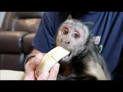 Capuchin Monkey & Mushy Banana (PART 3) - YouTube