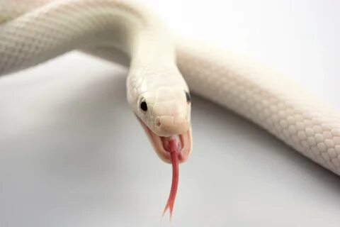 Albino snake tongue mouth wallpaper 2048x1365 348752 Wallpap