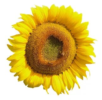 Yellow Sunflower Flower PNG Image - PngPix