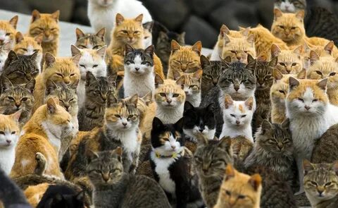 Японский остров, на котором число кошек превосходит количест