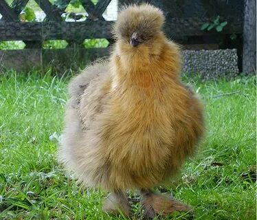As for their temperament, silkies are known to be calm, frie