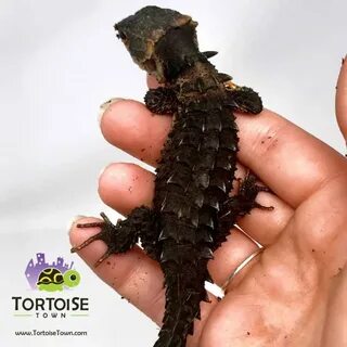 Red eyed crocodile skink for sale baby armored skink for sal