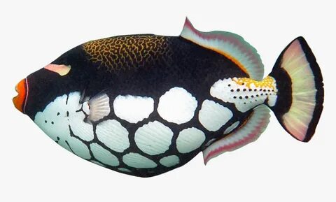 Fish Clip Art Realistic - Realistic Tropical Fish Clip Art, 