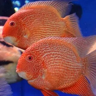 Super Red Severum- Google Search Tropical freshwater fish, F