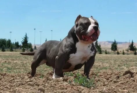 Bully Breed Rescue - The Bully Boom and the Results