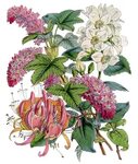 12+ 1855 Botanical Bouquet Images! - The Graphics Fairy