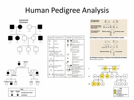 A Human Pedigree Answer Key - Constructing A Human Pedigree 