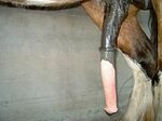 Horse dick. Whether it be real or not, lets see some good ho