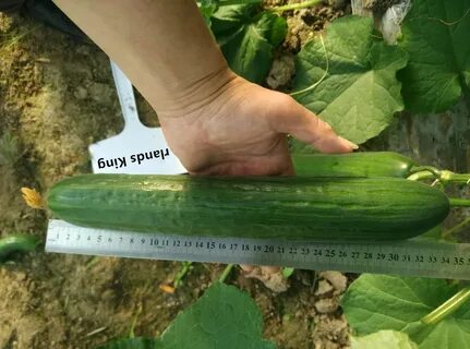 Source High Density Chinese Hybrid F1 Cucumber Seeds For Cul