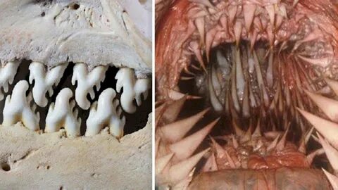 Mentale Zuflucht - 13 Tiere mit den furchterregendsten Zähne
