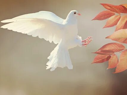 White Dove Wallpaper 4K, Orange leaves, Flying bird, Feather