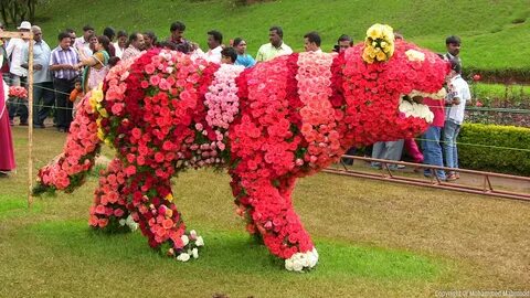 Rose Garden, Ooty, Rose Tiger at Rose Show 2014 Flower show,