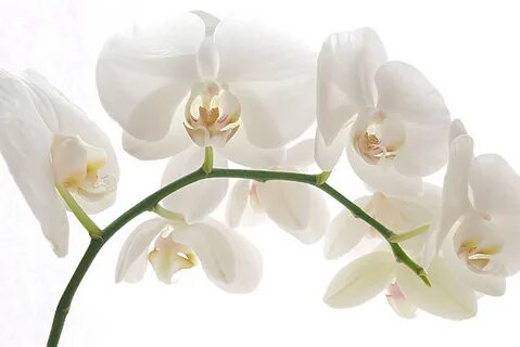 Free Images : white, flower, petal, flowering plant, land pl