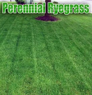 Perennial Ryegrass. If you use your lawn for roughhousing an