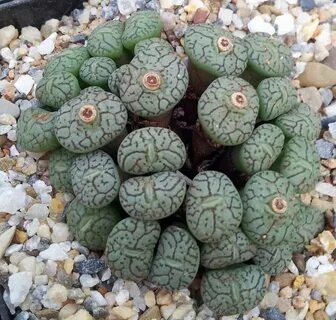 Mobile Uploads - Lithops for sale Australia Lithops, Succule