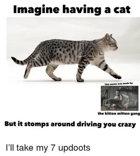 Imagine Having a Cat uPeter v This Meme Was Made by the Kitt