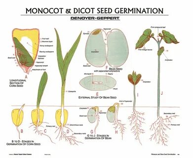 corn seed germination - Besko