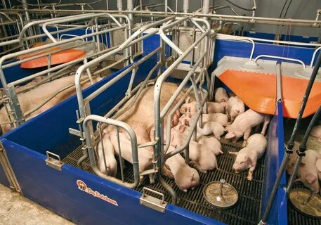 Pin de Scott Christiansen en Farrowing Pigs inside Criadero 
