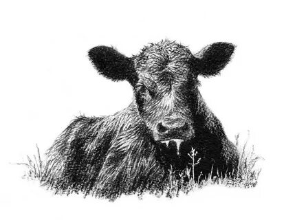 angus bull clip art - Clip Art Library