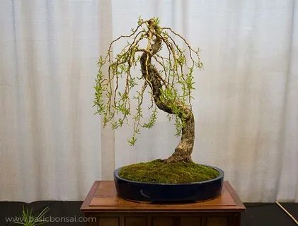 Michigan All-State Bonsai Show - 2018 - Basic Bonsai