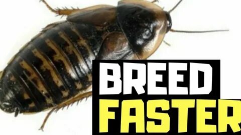 How To Breed Dubia Roaches Fast " New Ideas