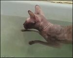 New post on catsdogsgifs Cat gif, Funny cat videos, Sphynx c