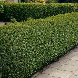 Ligustrum ovalifolium ist eine starke Hecke. In einem milden