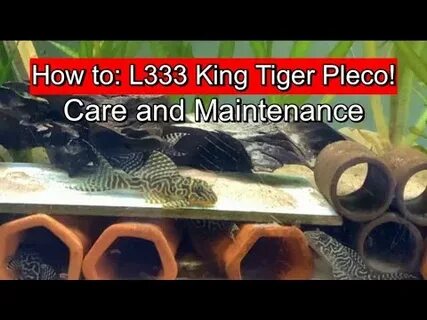 L333 King Tiger Pleco - Care and Maintenance info! - YouTube