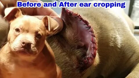 Gallery of pitbull ear crop styles youtube - pitbull ear cro