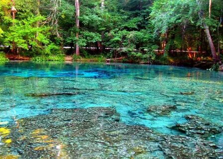 The Amazing World: Ginnie Springs (Clearest Springs in Flori